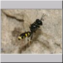 Crossocerus quadrimaculatus - Grabwespe w07b 8mm.jpg